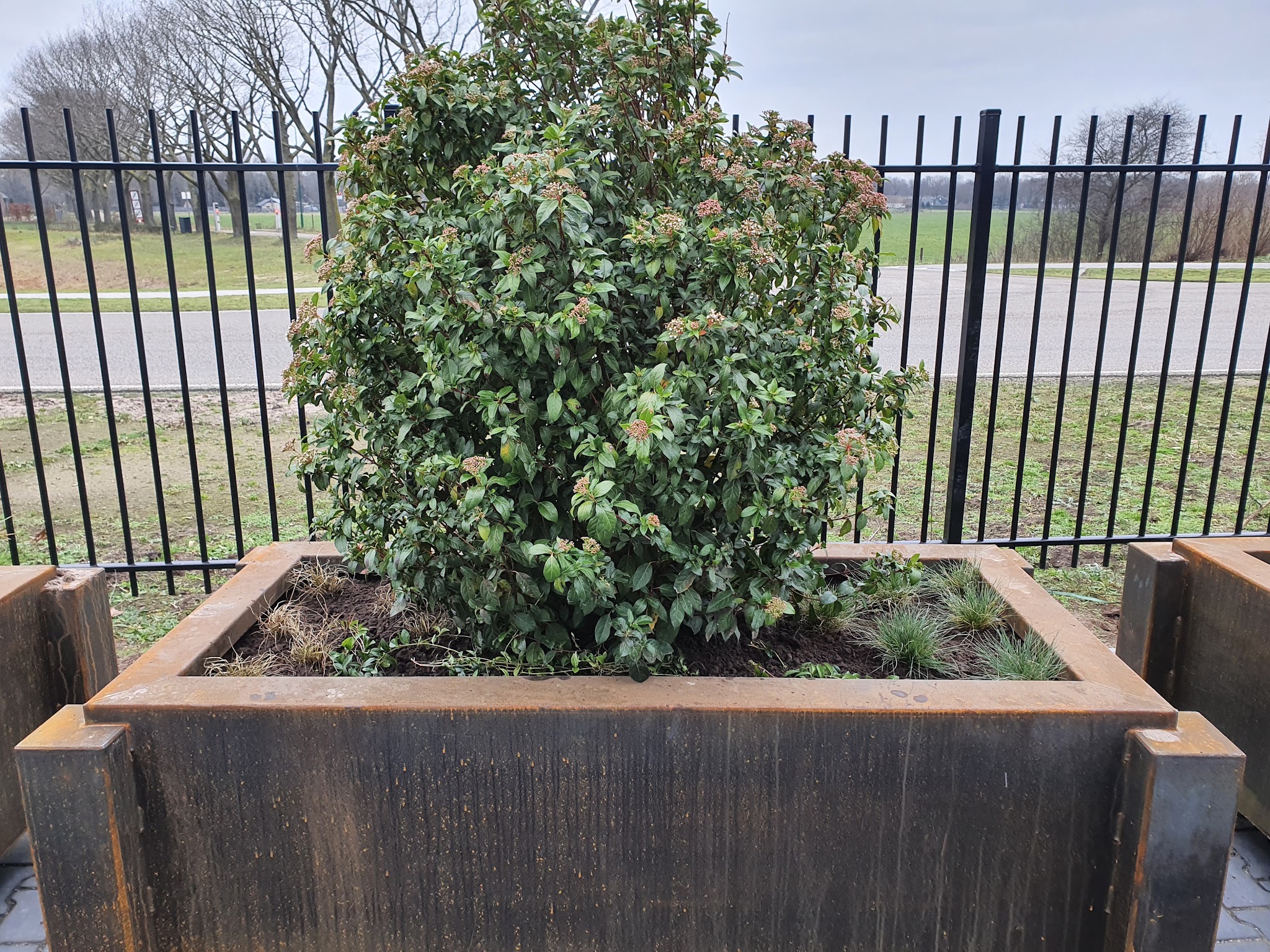 Grote plantenbak met heester voor een zwart stalen hekwerk