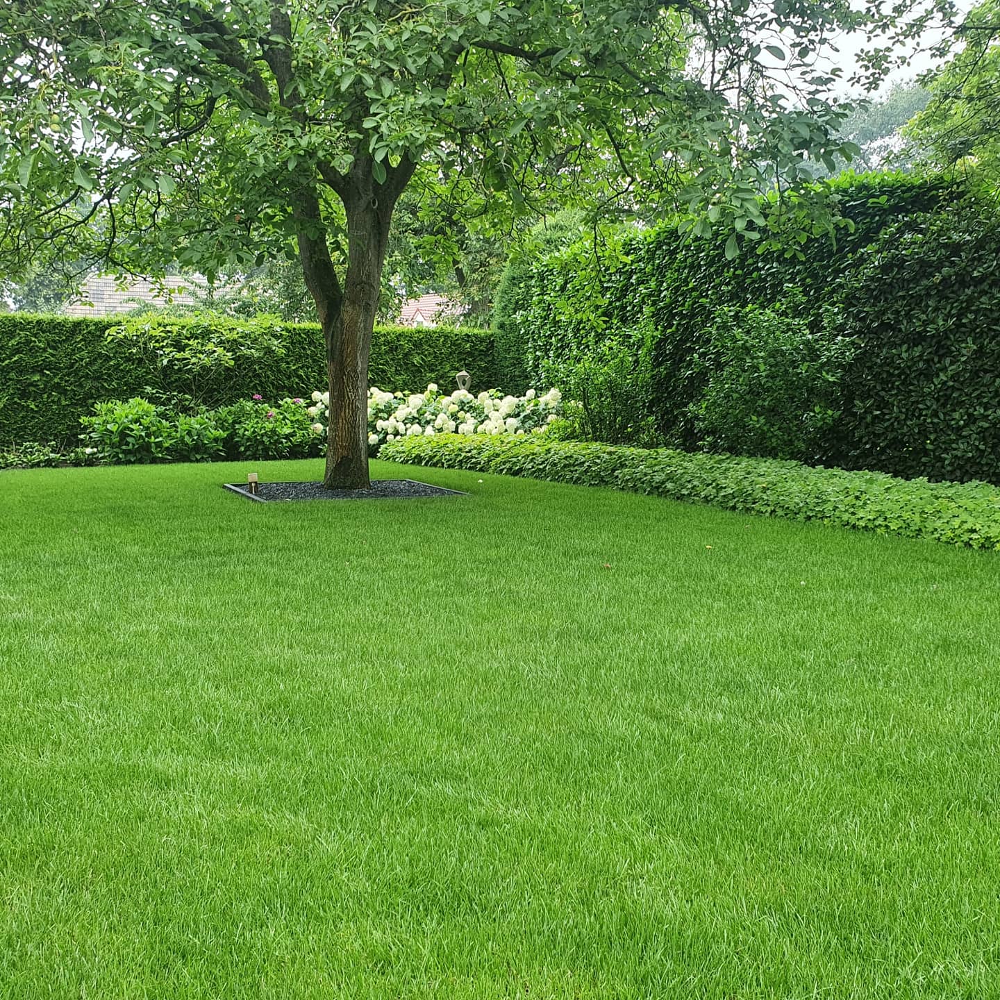 Verzorgd gazon met een grote boom, strak geknipte hagen en witte hortensia's